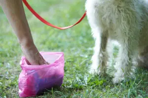 What Happens If You Don’t Pick Up Dog Poop? - Furry Friends Gear