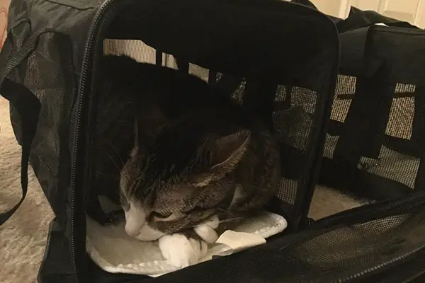 hosico cat carrier