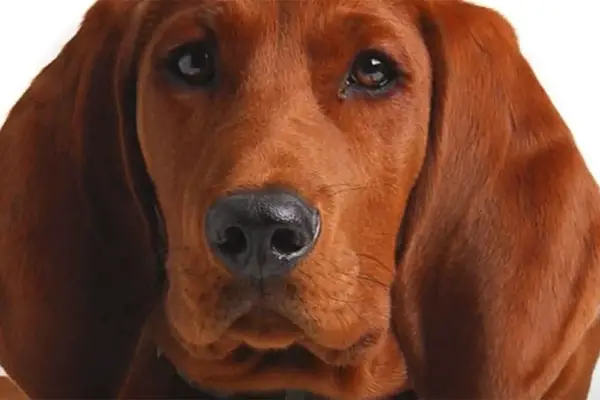 are redbone coonhounds aggressive