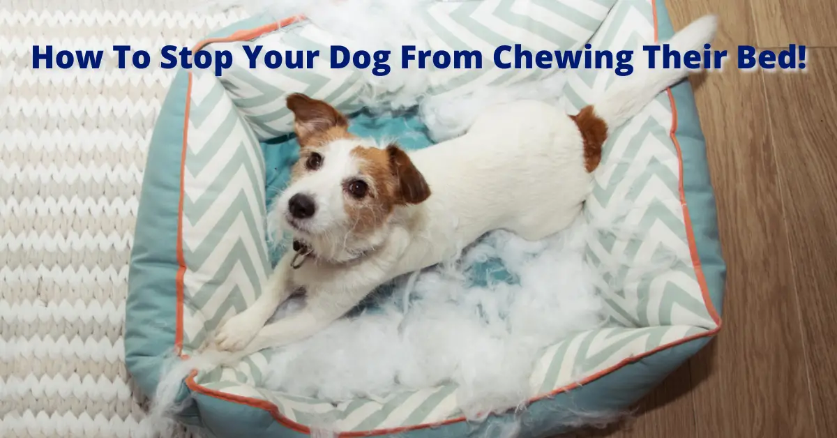 How To Prevent Dog From Chewing Bed Guide, 3 Easy Tips