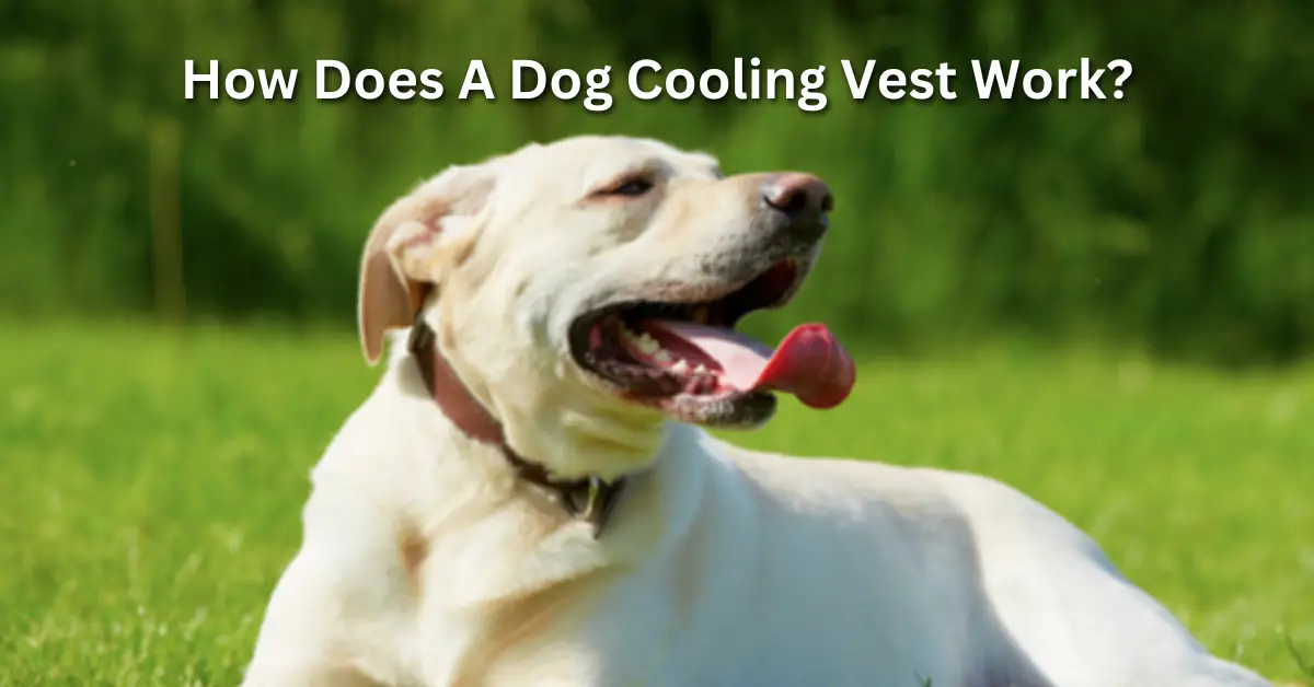 do dog cooling collars work