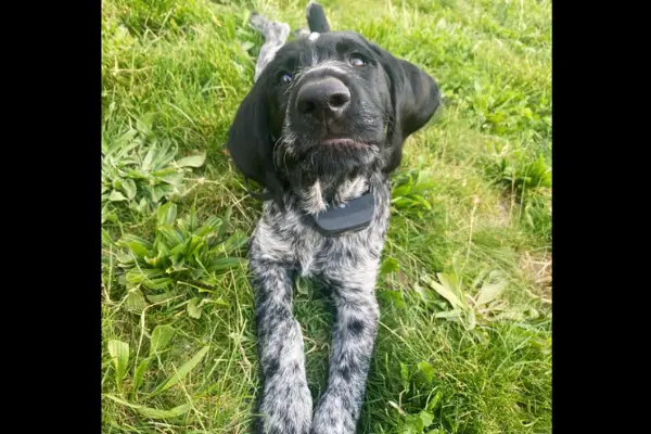 small dog laying in grass with shock collar on