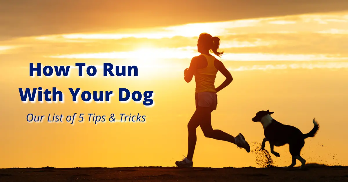 How To Run With Your Dog: 5 Best Tips and Tricks