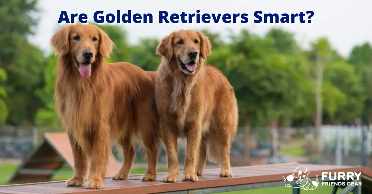 Are Golden Retrievers Smart? 4 Proven Forms Of Intelligence