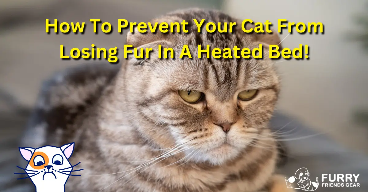 is-your-cat-losing-fur-in-heated-bed-2023-best-solutions