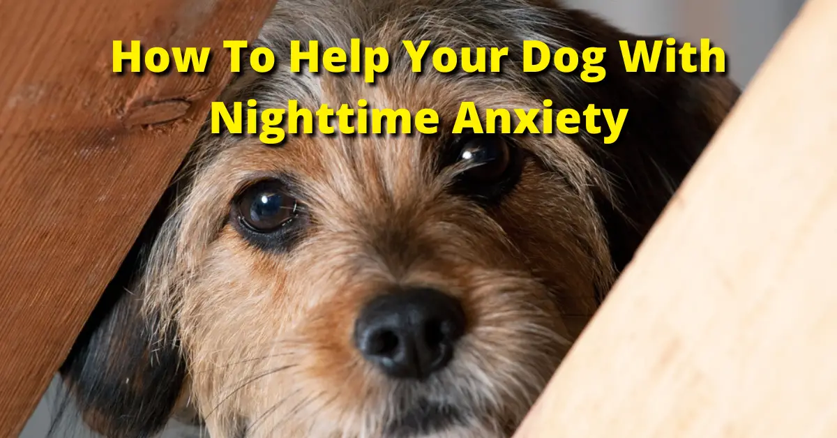 How To Cope With Separation Anxiety At Night