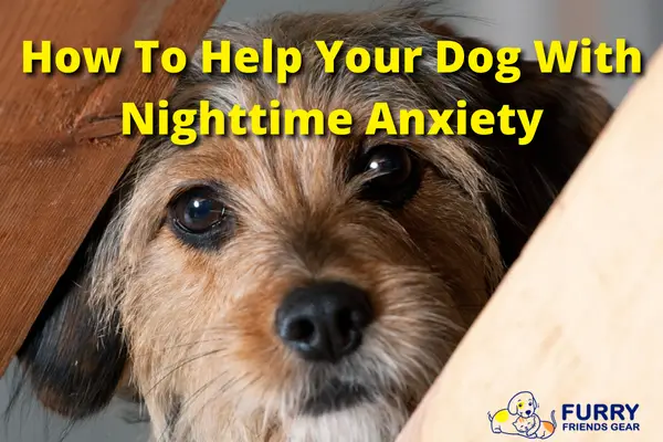 How Do You Help A Dog With Separation Anxiety At Night 2024