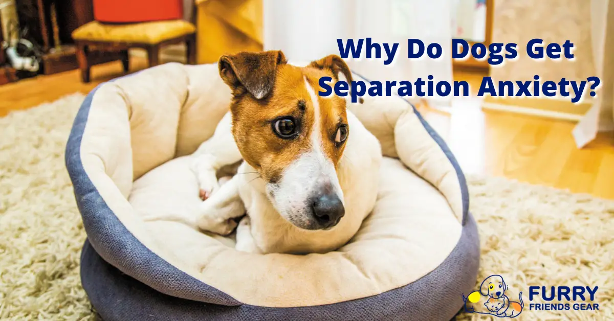 why-do-dogs-get-separation-anxiety-6-interesting-causes